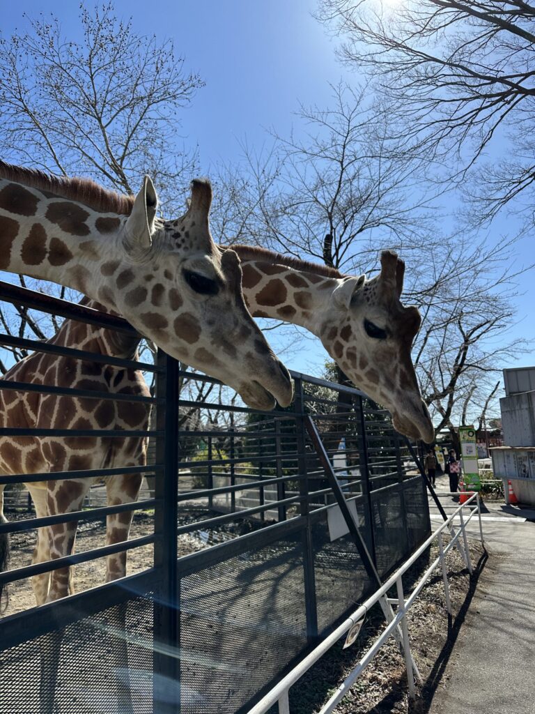 宇都宮動物園で柵越しに顔を近づける2頭のキリン