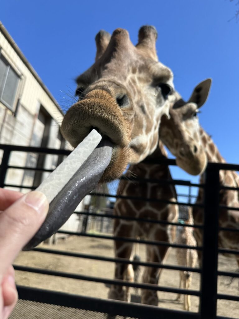 宇都宮動物園の餌やり体験で長い舌を伸ばして餌を受け取るキリン