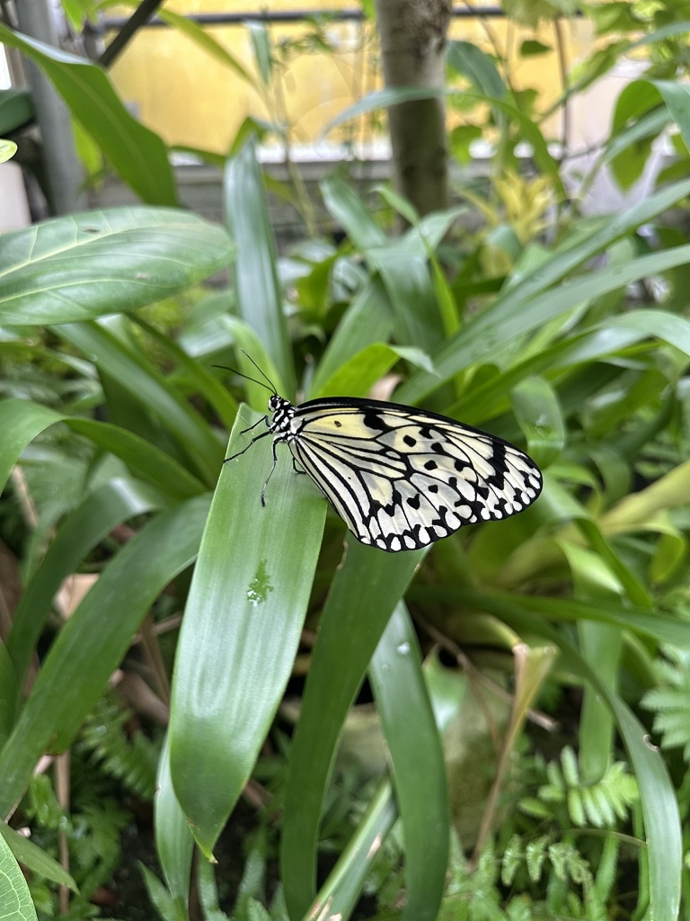 足立区生物園の大温室で葉にとまるオオゴマダラ