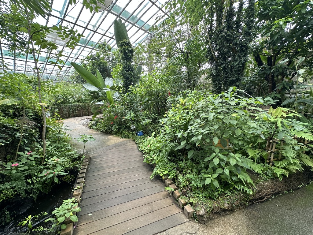 足立区生物園の大温室、熱帯植物に囲まれた木の遊歩道