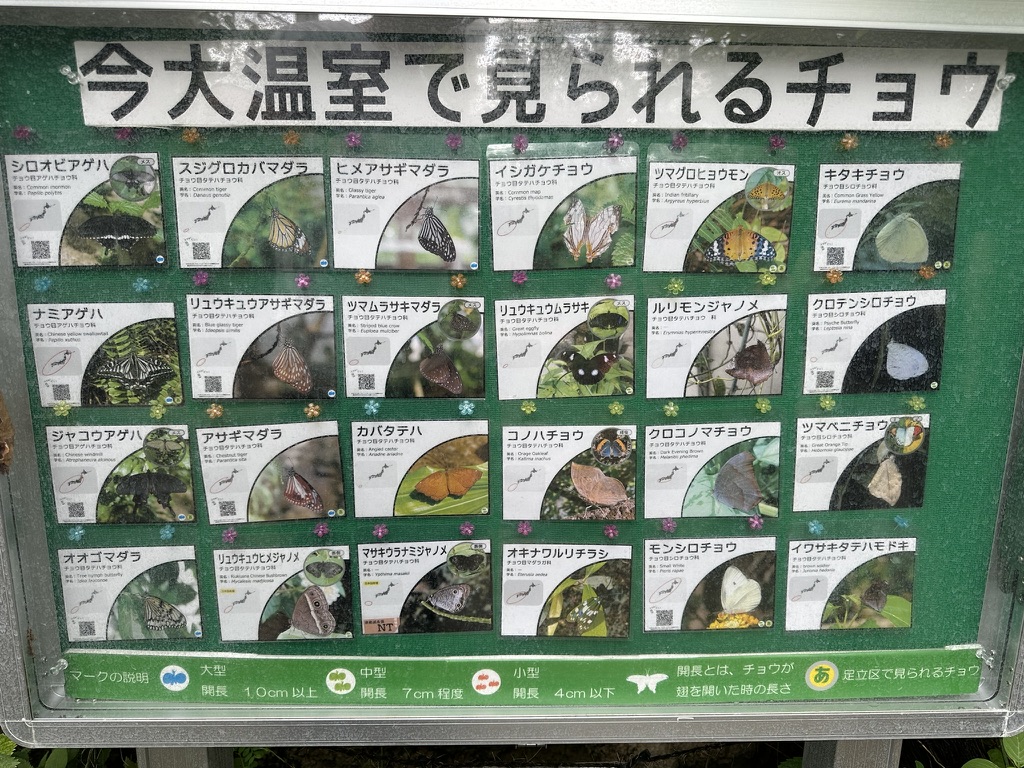 足立区生物園にある大温室で見られるチョウの解説パネル