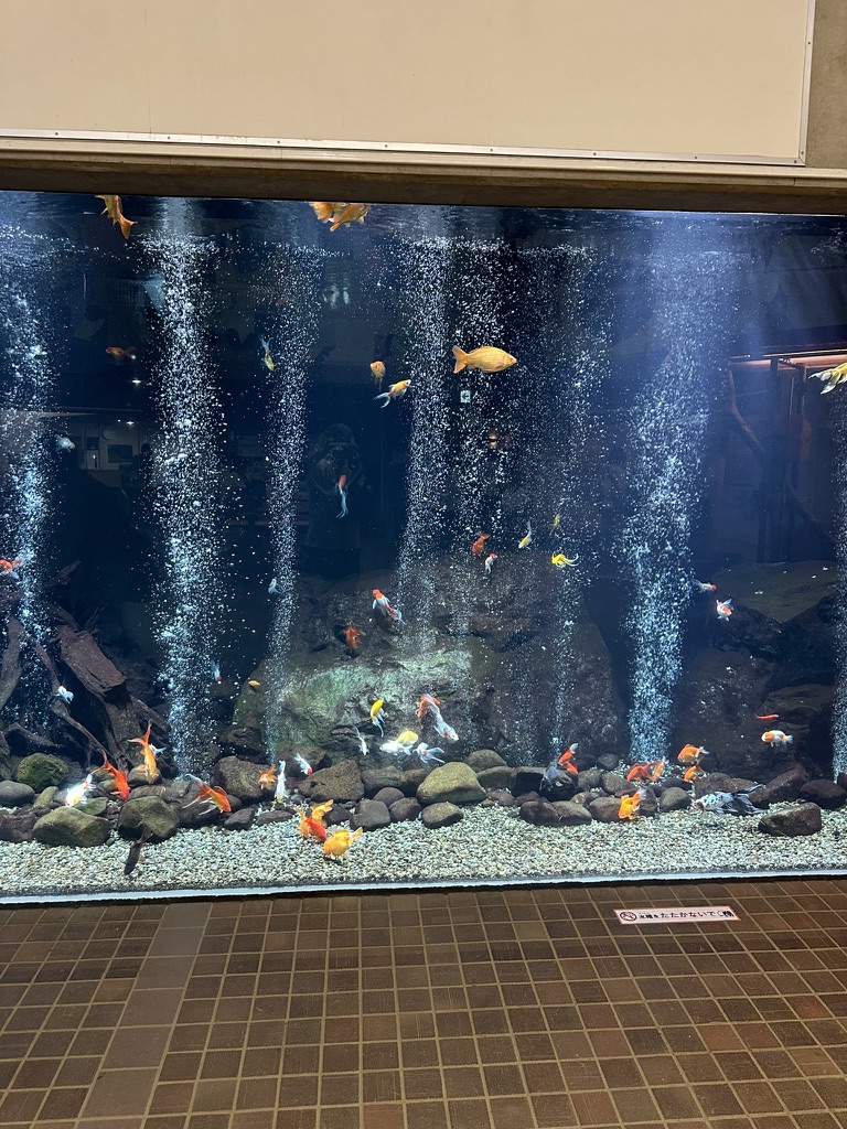 足立区生物園の観察展示室にある大きな金魚の水槽