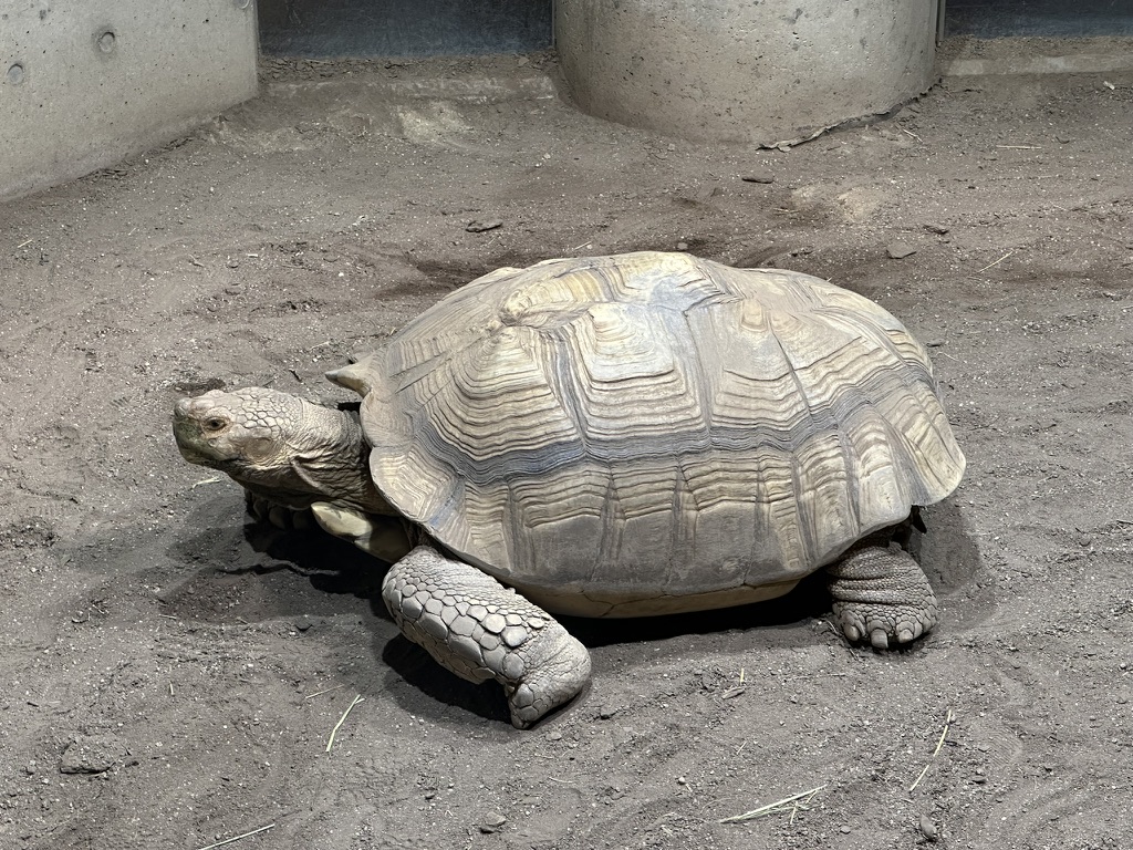 足立区生物園で飼育されている大きなリクガメ