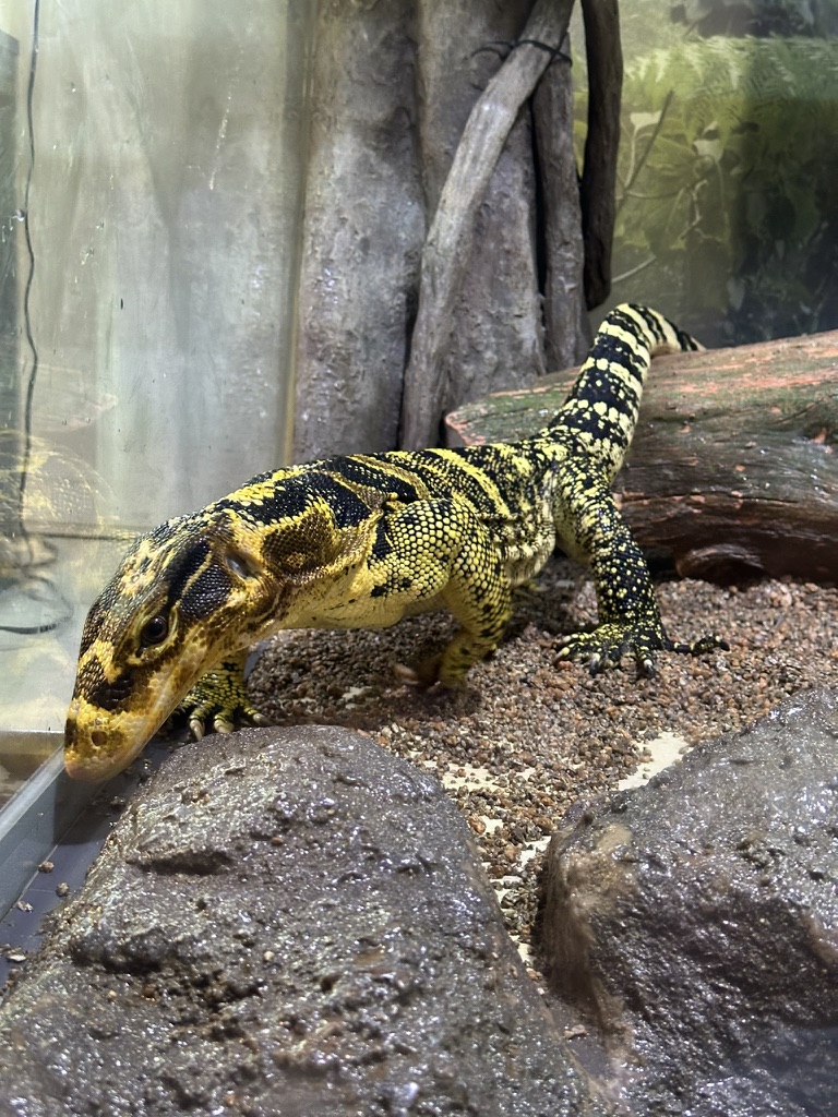 足立区生物園の観察展示室にいる黄色と黒のオオトカゲ