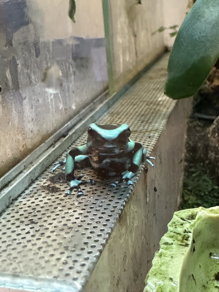 足立区生物園に展示されている緑と黒のヤドクガエル