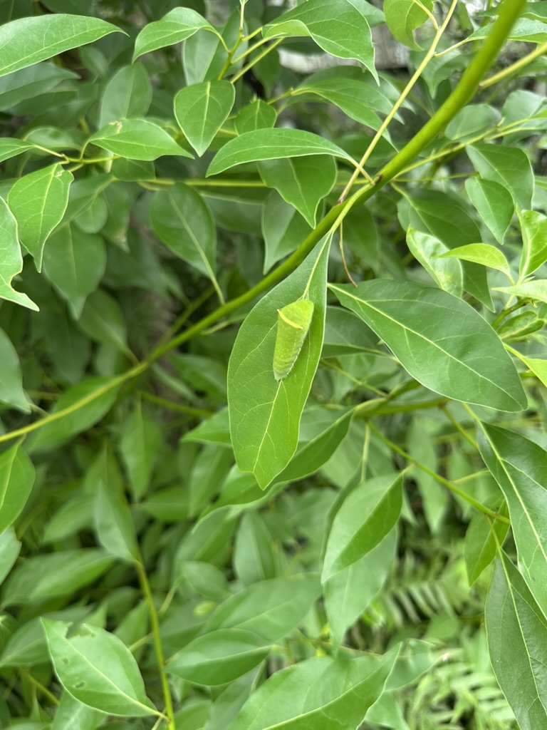 足立区生物園の昆虫ドームで見つけた葉の上の蝶のサナギ