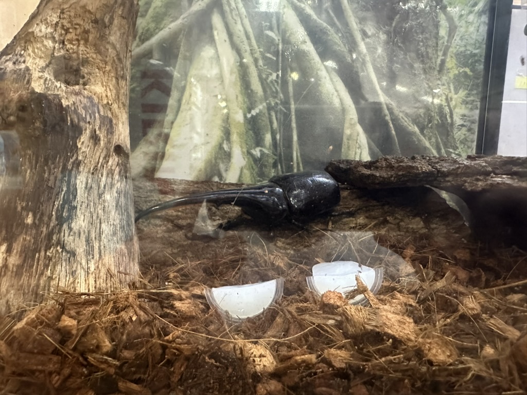 足立区生物園むしむしコーナーのヘラクレスオオカブト