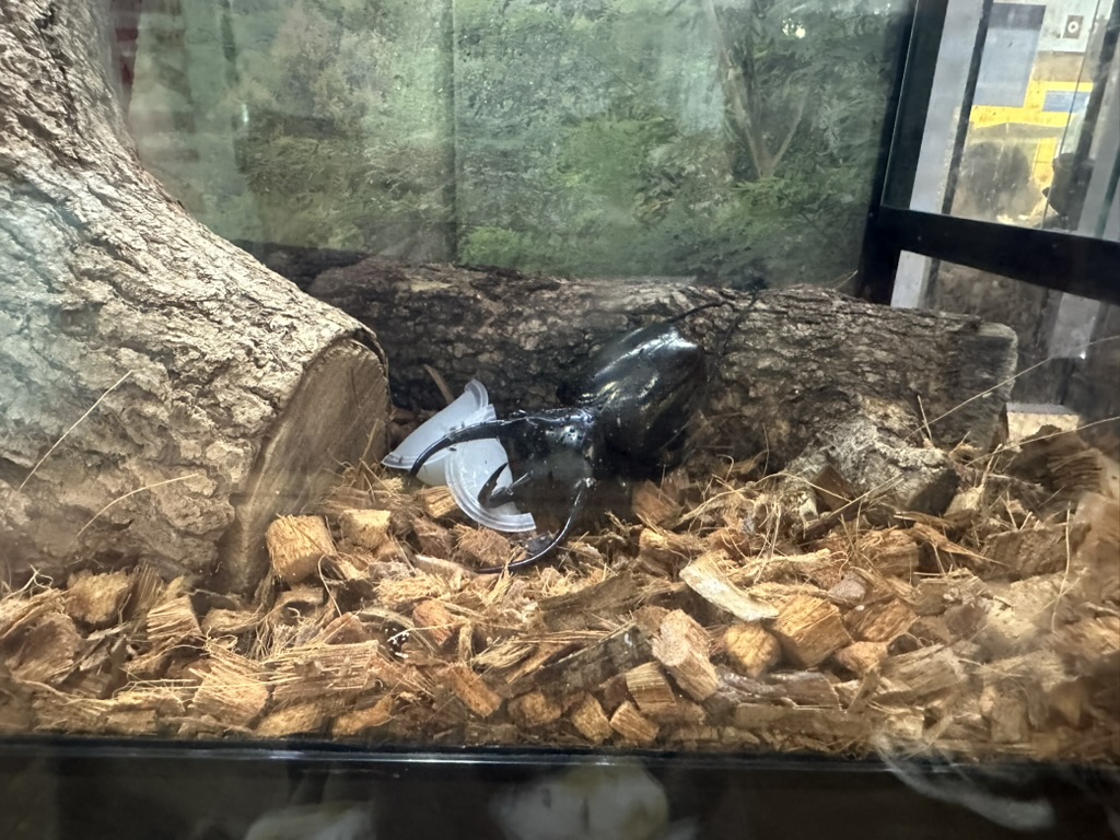 足立区生物園で昆虫ゼリーを食べる大型のカブトムシ