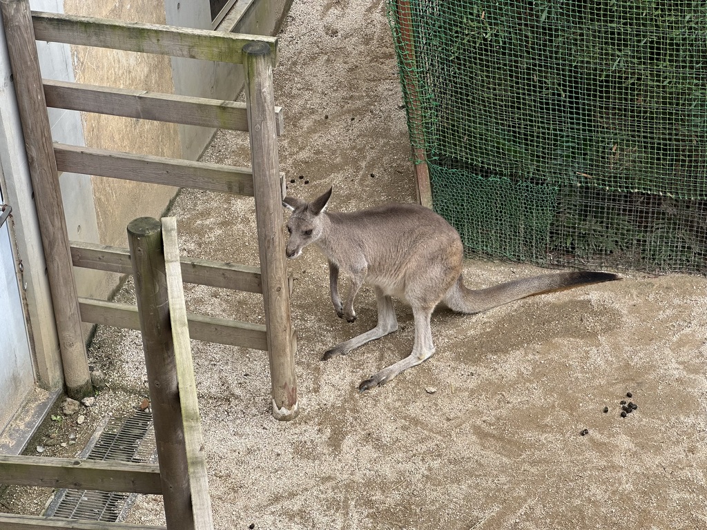 足立区生物園のオーストラリアドームにいるカンガルー
