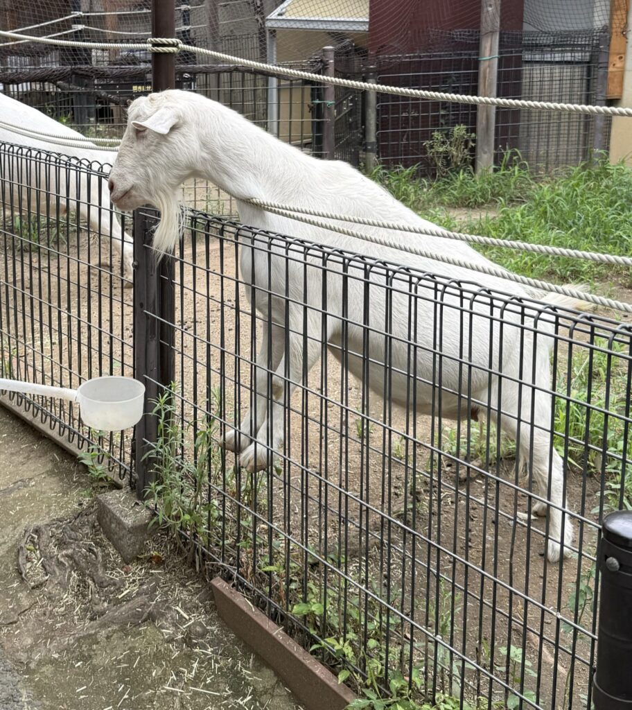 足立区生物園ふれあいコーナーで柵から顔を出す白いヤギ