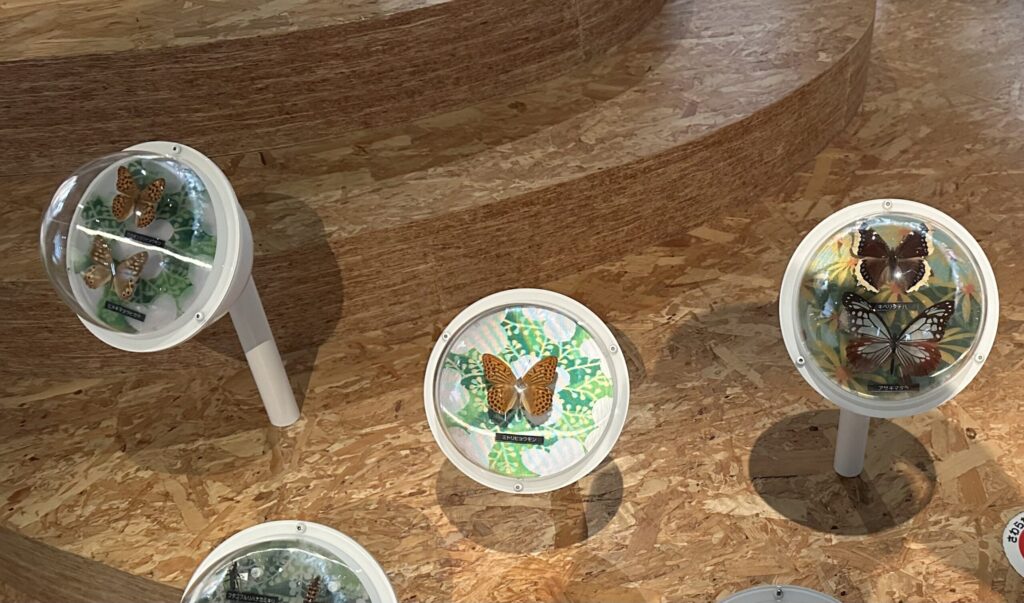 アクアフォレストに展示された蝶の標本入りドームケース
