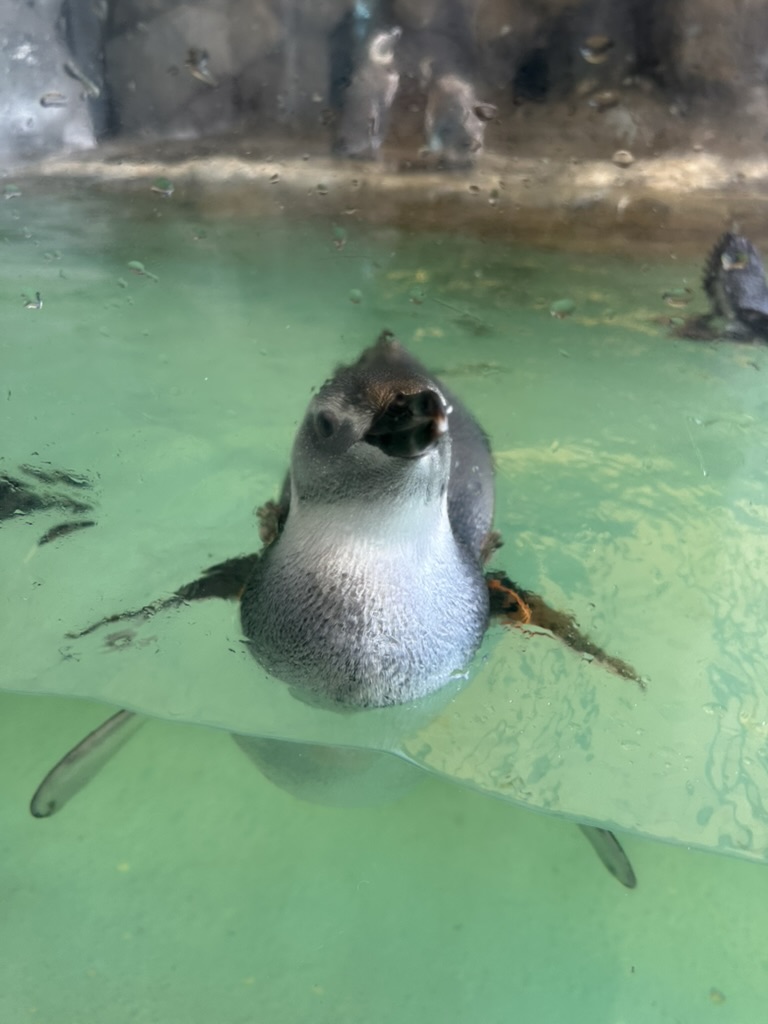 しながわ水族館で水面に浮かぶペンギンを間近で見たところ