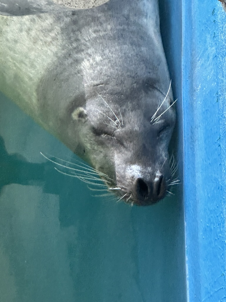 しながわ水族館のアザラシが目を閉じてくつろぐ顔のアップ