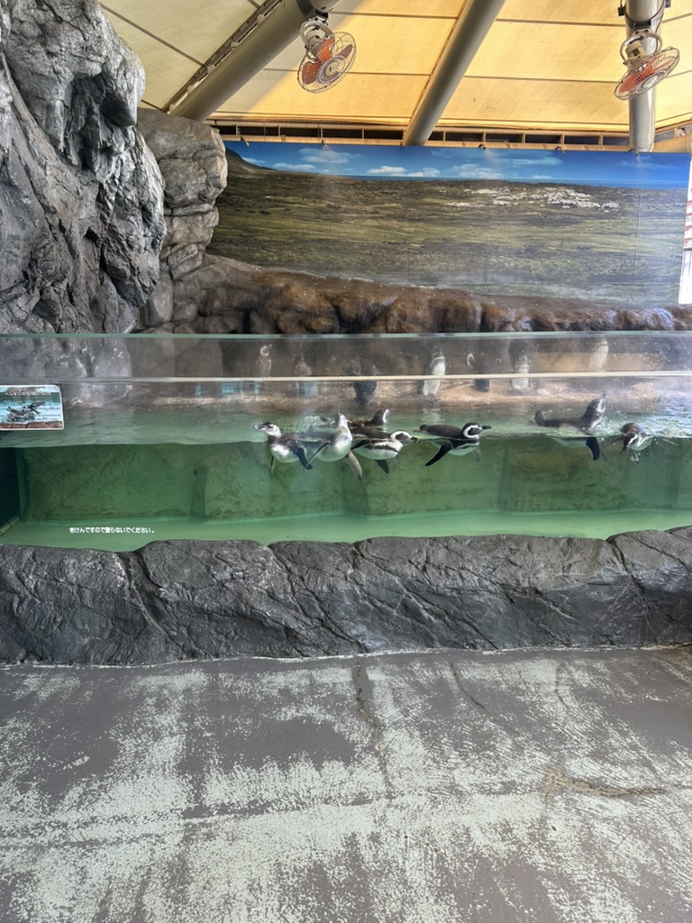 しながわ水族館のペンギンエリア全景と泳ぐペンギンたち