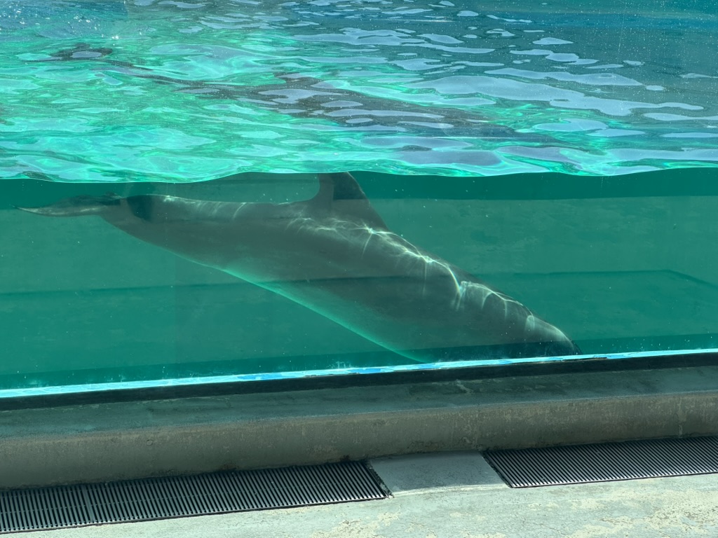 しながわ水族館のイルカプールで水中を泳ぐイルカ