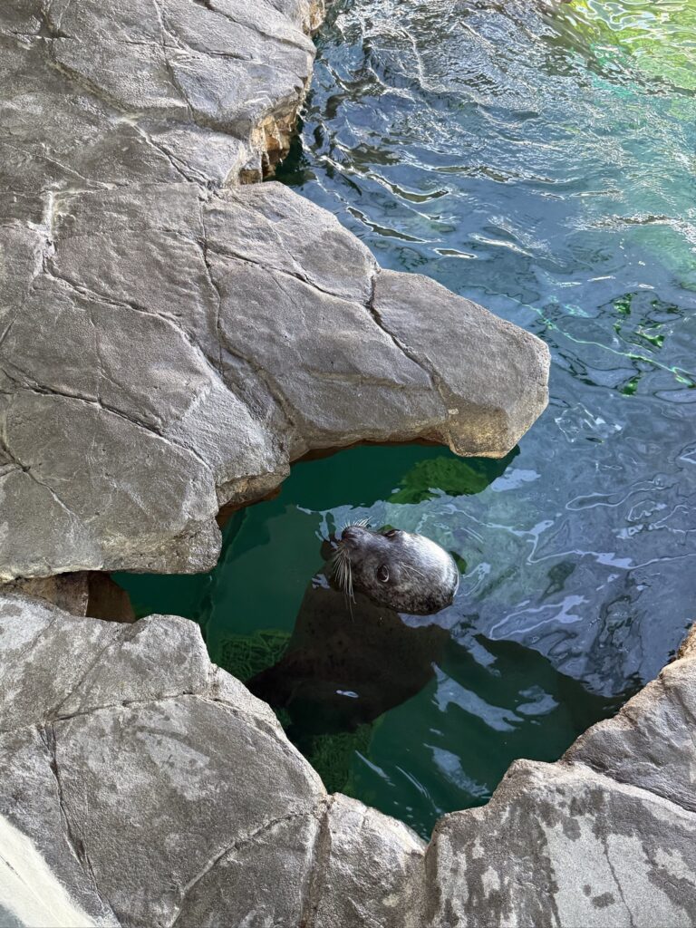 しながわ水族館のアザラシを上から観察。岩場の間から顔を出す様子