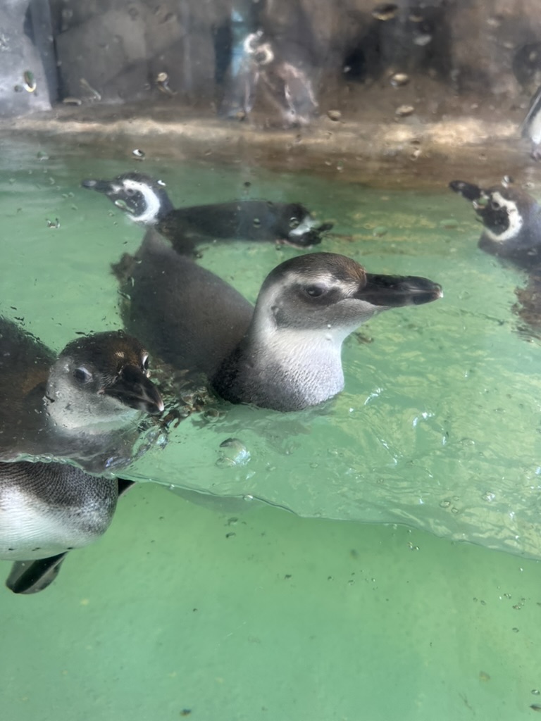 しながわ水族館のペンギンたちが水面を泳ぐ様子