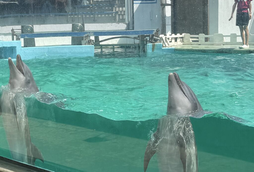 しながわ水族館のイルカショーで2頭が水面から顔を出す様子