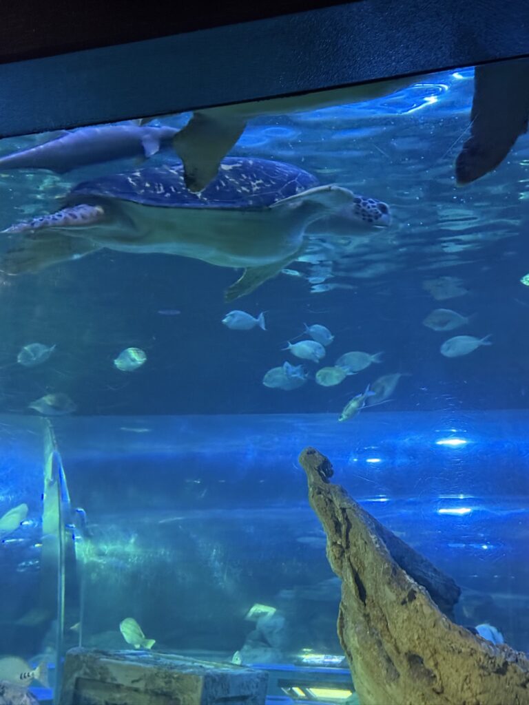 トンネル水槽をゆったり泳ぐウミガメと魚の群れ