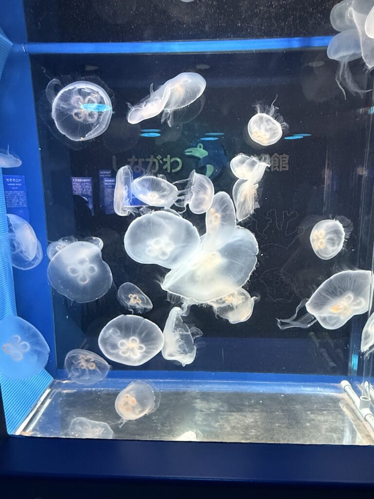 しながわ水族館のクラゲ水槽を漂うミズクラゲたち