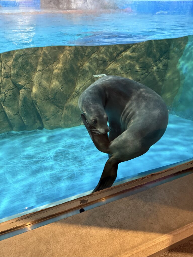 しながわ水族館の水槽で体を丸めて泳ぐアシカ