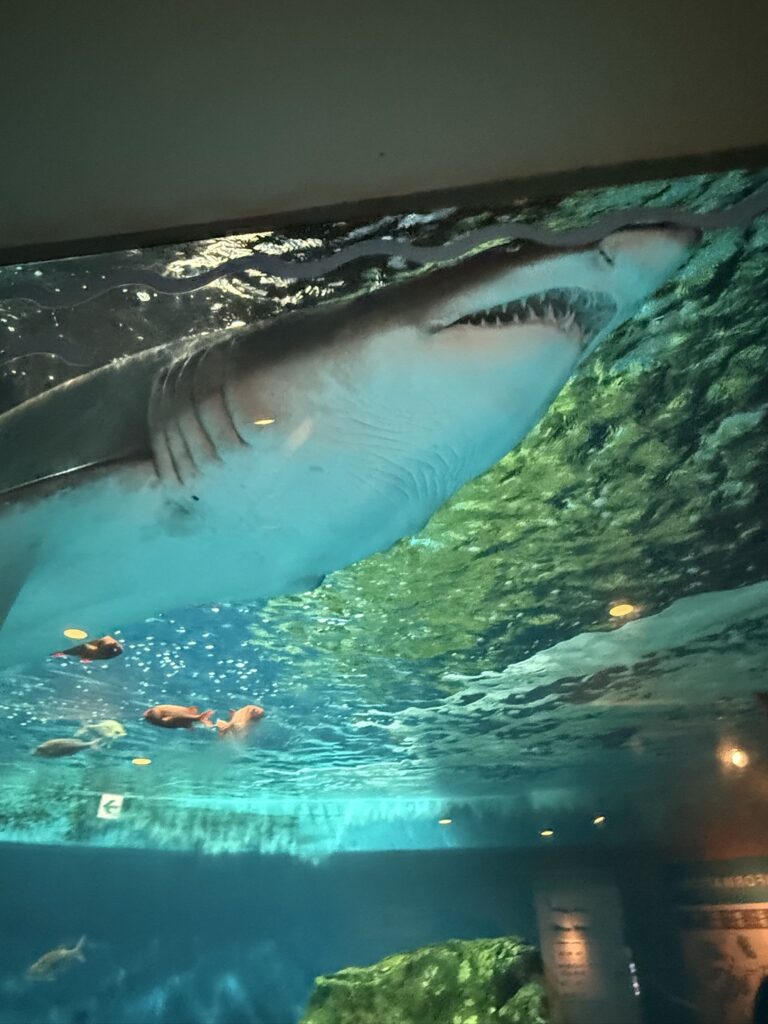 しながわ水族館のサメ水槽で頭上を泳ぐ大きなサメ