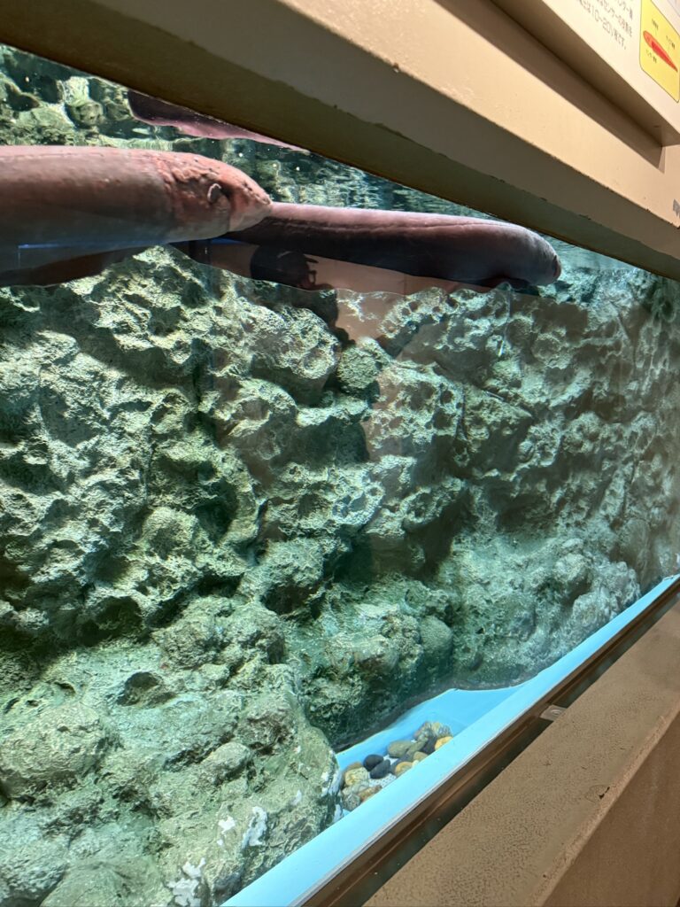 しながわ水族館の水槽で水面近くを漂う大きなデンキウナギ