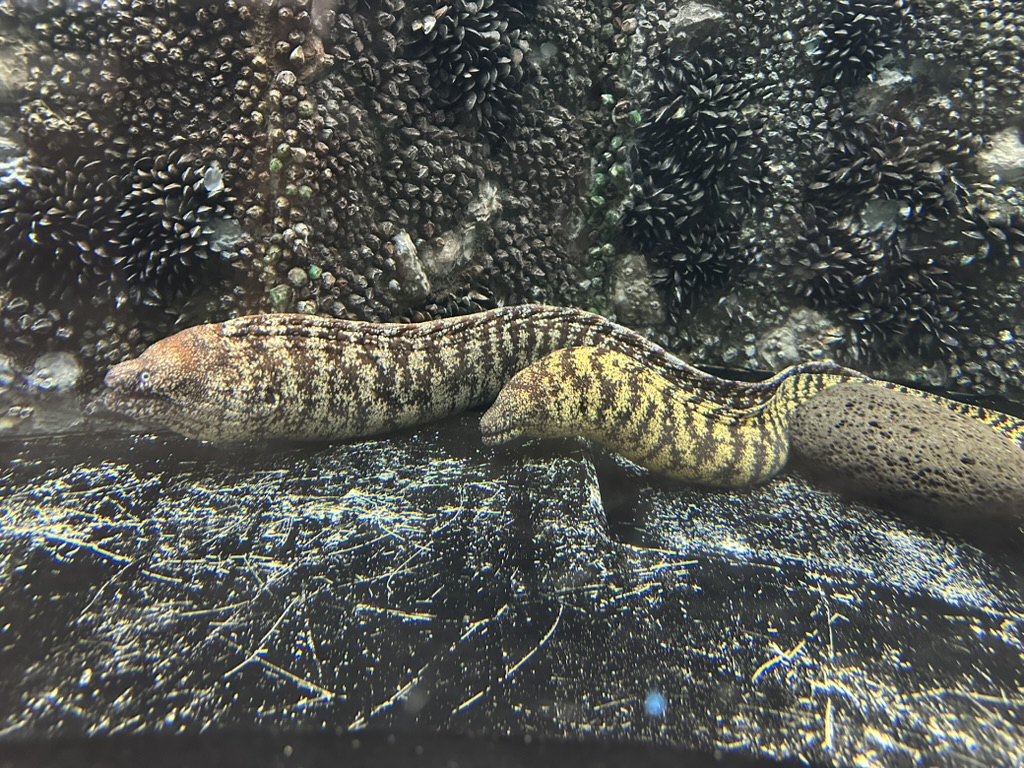 しながわ水族館の水槽で岩場から顔を出す縞模様のウツボ2匹