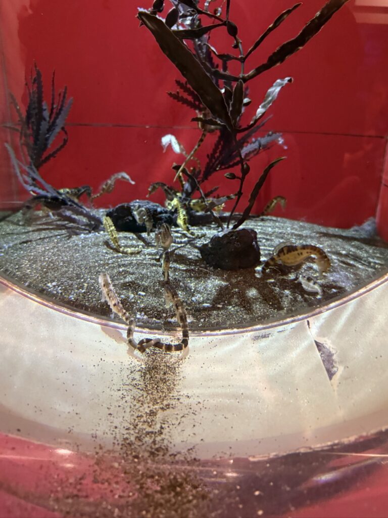 しながわ水族館の水槽で水草につかまる小さなタツノオトシゴたち