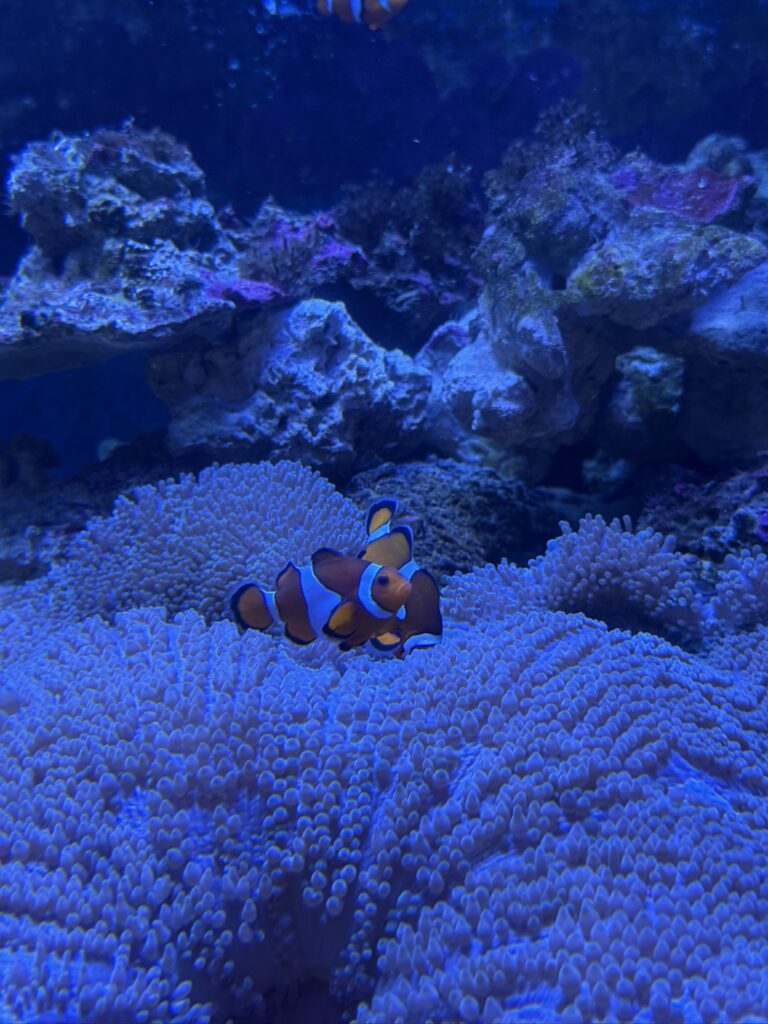 しながわ水族館の水槽でイソギンチャクに寄り添うカクレクマノミ