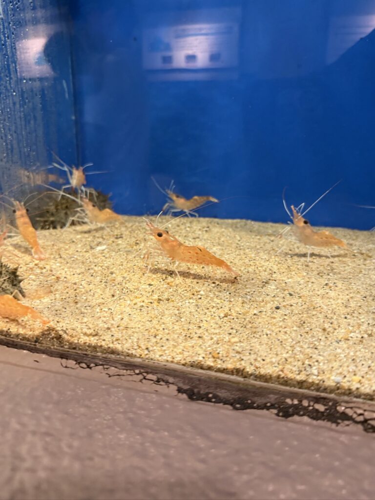 しながわ水族館の水槽で砂地に集まるオレンジ色の小さなエビ