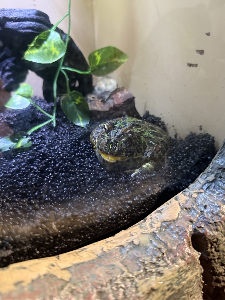 しながわ水族館の展示で水辺にたたずむ緑色のツノガエル