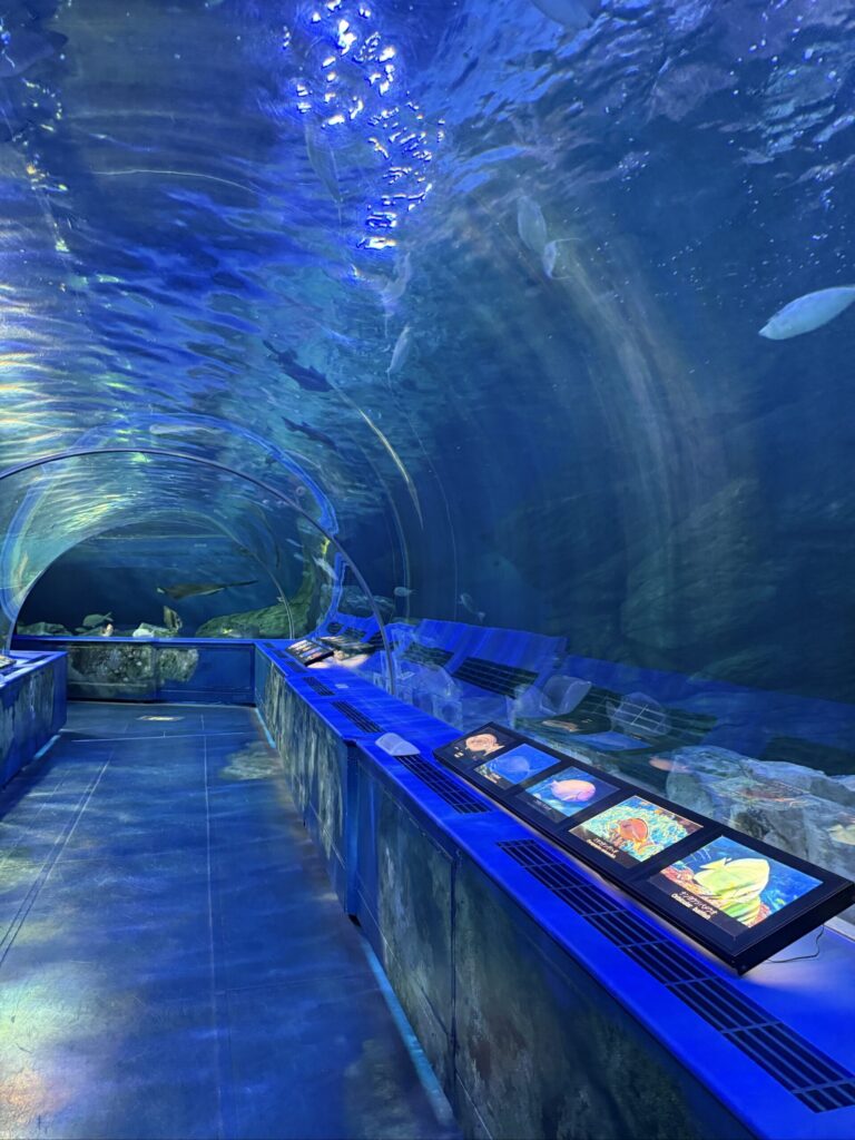 しながわ水族館のトンネル水槽内の通路と頭上を泳ぐ魚たち